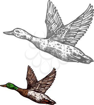Duck waterfowl bird isolated sketch of wild or farm animal. Duck flying up, fowl or mallard with green feather on head for hunting sport emblem or wildlife symbol design