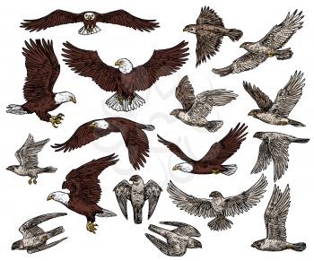 Predatory birds of prey vector sketch icons. Isolated wild predators birds bald eagle flying with spread wings, or falcon and hawk, ornithology or falconry raptor vultures, heraldic symbols