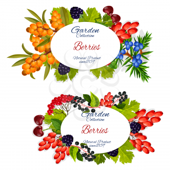 Garden and forest berries, natural organic farm harvest. Vector berry fruits posters of cherry, cranberry or sea buckthorn with honeysuckle and juniper, blackcurrant berry and barberry