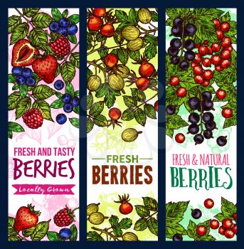 Berry sketch banner of wild and farm fruit. Fresh strawberry, blueberry and raspberry, red and black currant, gooseberry and forest briar green branch with ribbon for natural food, juice label design