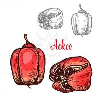 Ackee tropical fruit sketch with ripe red fruit of Jamaican and African evergreen plant. Whole and split ackee with black seed and white aril icon for exotic vegetarian food ingredient design