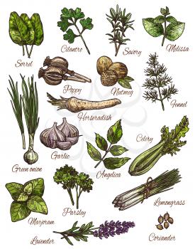 Spice, herb and fresh leaf vegetable sketch set of natural food seasoning. Green onion, rosemary and thyme, garlic, parsley and dill, nutmeg, coriander and sorrel, celery, marjoram and lemongrass