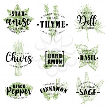Spice and herb hand drawn lettering with fresh food condiment sketch. Pepper, star anise and cinnamon, cardamom, basil and dill, thyme, sage and chives for organic spice shop packaging label design