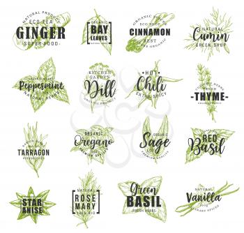 Spice and herb leaf sketch label with lettering for food condiment and seasoning design. Basil, chili pepper and rosemary, thyme, mint and cinnamon, vanilla, ginger and bay, anise, dill and oregano