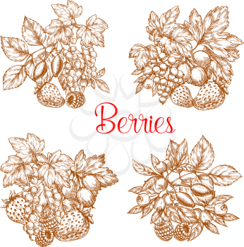 Berries vector sketch design of raspberry, red and black currant, cherry and strawberry, gooseberry, blueberry or blackberry and cranberry, garden and forest summer fresh berry fruits harvest