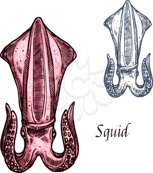 Squid sketch. Vector isolated icon of sea or ocean cuttlefish cephalopods of marine fauna species animal with claws for seafood restaurant sign, fishing club or fishery market