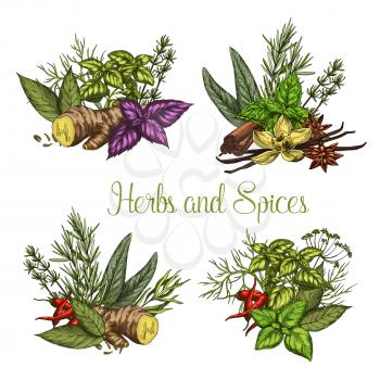 Herbs and spices seasonings bunches. Vector sketch tarragon, oregano or ginger root and vanilla, culinary condiment rosemary, peppermint and cinnamon and bay leaf or farm lemongrass