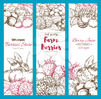 Fresh berries banners sketch for farm fruit market or juice package. Vector harvest design of garden red currant, blackcurrant or cherry and raspberry, forest blueberry or blackberry and strawberry