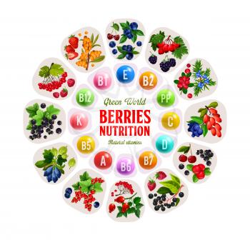 Vitamins in berries, nutrition benefits of strawberry, cherry and blueberry, raspberry, currant and blackberry, honeysuckle and cowberry, buckthorn, rowanberry and barberry fruits. Healthy food vector