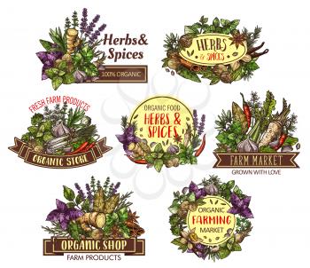 Spices and herbs, cooking food ingredients vector sketches with seasonings and condiments. Basil, parsley and garlic, chili pepper, cinnamon and vanilla, nutmeg, ginger and anise, thyme and bay leaf