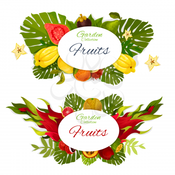 Exotic tropical fruits vector design with orange, grapefruit and lychee, feijoa, passion and dragon fruits, pear, guava and mangosteen, rambutan and tamarillo. Tropic berries with palm leaves posters