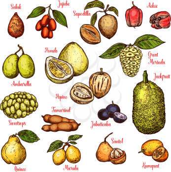 Exotic tropical fruits sketch. Vector isolated salak, jujube or sapodilla and ackee apple, ambarella or pepino fruit and jackfruit, tamarind or jabuticaba and kumquat or santol