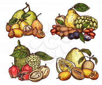 Exotic tropical fruits harvest. Vector sketch of pomelo citrus, jackfruit or tamarind and salak or ackee apple, organic sapodilla, ambarella or pepino, jabuticaba fruits and kumquat