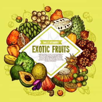 Exotic tropical fruits harvest. Vector bergamot, physalis or lucuma fruit and longkong, soursop apple or mombin and pandan or tangerine with naranjilla and jambolan sketch