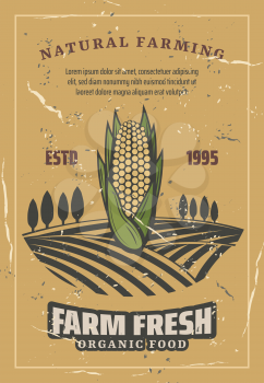 Corn harvest, retro style vector. Natural farming and agriculture harvest. Organic corncob or vegetarian and vegan vegetable food on plant fields with trees