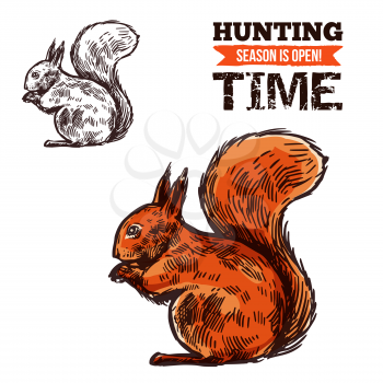 Squirrel animal sketch, hunting open season or hunter society and hunt club theme. Vector isolated wild forest squirrel, animal hunt adventure