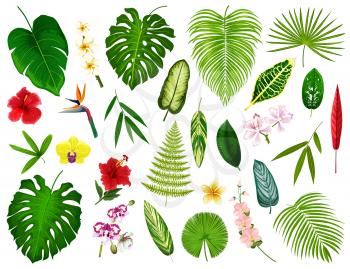 Tropical leaf and flowers. Vector exotic hibiscus, banana palm or monstera leaf and fern plant, cyperus or orchid and plumeria blossom with spath or peace lily and bamboo