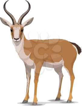 Goitered gazelle animal character. Vector isolated cartoon African wild black-tailed gazelle species with long horns. Zoo, zoology or hunting open season and Safari theme