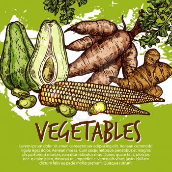 Vegetables and exotic veggies or edible roots. Vector organic sweet potato, avocado or legume beans and cassava tuber, ginger or jicama and yam turnip. Farm market theme