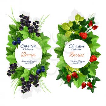 Berries and berry fruits, organic farm market or juice package design. Vector blueberry and blackberry, black and red currant, strawberry, gooseberry and briar harvest