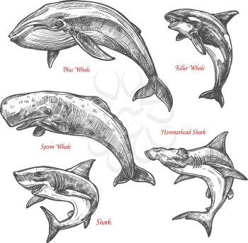 Whales and sharks sketch icons set. Vector isolated giant sea animals or mammal marine or ocean fishes of blue or killer whale orca, hammerhead shark and sperm whale or cachalot