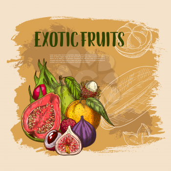 Exotic tropical fruits harvest of guava, figs or orange and lichee, carambola starfruit or maracuya passion fruit and papaya and dragon fruit with mango. Vector sketch poster template for fruit market
