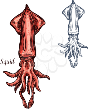 Squid sketch icon. Vector isolated ocean calamari cuttlefish or cephalopod species, fauna and zoology animal symbol or for fishing club or fishery seafood market