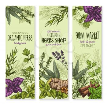 Herbs and spices banners. Vector seasonings harvest of vanilla ginger or arugula and thyme. Spicy basil, dill or parsley, lavender or rosemary and cinnamon condiment for cooking or herbs shop