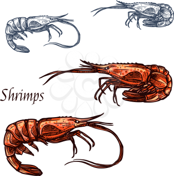 Shrimp or prawn sketch. Vector isolated icon of crayfish crustaceans marine fauna species animal with claws for seafood restaurant sign, fishing club or fishery market