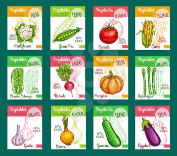 Vegetables farm market or grocery store sketch posters. Vector natural organic veggies cauliflower, green peas or tomato and corn, cabbage or radish and asparagus, garlic and onion or zucchini