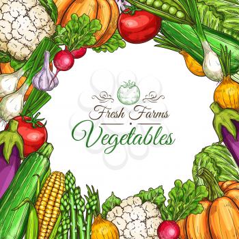 Vegetables and fresh farm veggies sketch poster template for vegetable store or market. Vector cauliflower, tomato or cucumber and corn, cabbage or radish and asparagus, pumpkin or zucchini squash