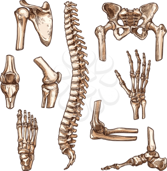 Bone and joint of human skeleton sketch set. Hand, hip, knee, foot, spine, arm, finger, elbow, pelvis, rib, shoulder, ankle, thorax, chest, wrist symbol for anatomy medicine, orthopedic surgery design
