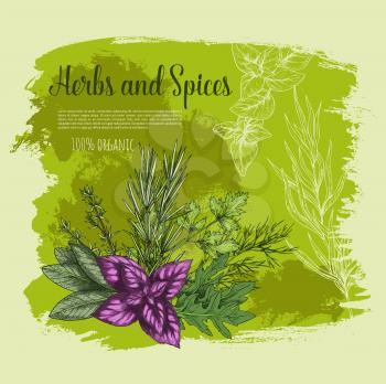 Herb and spice with fresh leaf of vegetable greens sketch poster. Red basil, rosemary, thyme, parsley, arugula, dill and sage branches with green leaf for natural spice and condiment ingredient design