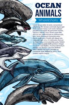 Whale and shark ocean animal poster. Blue and sperm whale, killer whale or orca, grey reef and hammerhead shark sketches with text layout and ribbon banner for underwater wildlife themes design
