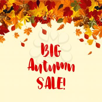 Autumn Big Sale poster template of falling leaves, oak acorns and rowan berries. Vector autumn foliage of maple leaf, birch or aspen and poplar for seasonal shopping discount offer design