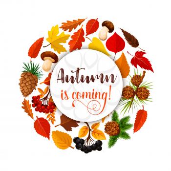Autumn poster of fall nature season. Yellow maple leaf, orange foliage of chestnut, oak and birch, forest mushroom and berry, rowanberry fruit branch and pine cone placed in circle for autumn design