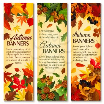 Autumn nature season banner set with fallen leaves. Orange fallen leaf of maple tree, chestnut and oak yellow foliage, acorn and forest berry branch, pine cone and rowanberry