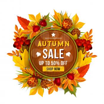 Autumn sale shopping poster for September seasonal discount promo of 70 percent off. Vector autumn foliage background of maple, oak or elm and rowan tree leaf, berry harvest and pine or fir cone