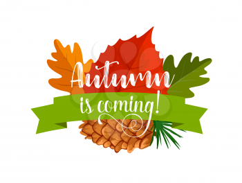 Autumn leaf badge of autumnal forest nature. Fallen leaves of maple tree, oak and birch with pine cone and ribbon banner. Fall season isolated symbol with orange, yellow and red foliage