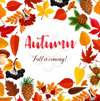 Autumn is coming seasonal greeting poster of maple leaf, oak acorn and rowan berry harvest. Vector nature falling leaves and berries of elm, birch or aspen tree and pine cones for September holiday