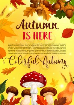 Autumn is here poster of forest nature fall, mushroom amanita, cep and pumpkin harvest in falling leaves of maple, poplar or birch and aspen with acorns for September seasonal greeting card