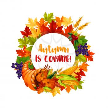 Thanksgiving Day poster of autumn harvest holiday. Leaf of maple tree frame with Thanksgiving cornucopia full of pumpkin and corn vegetable, wheat, grape and cranberry fruit for fall season design