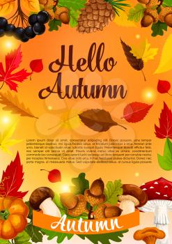Hello autumn and fall season poster template. Autumn leaf, pumpkin vegetable, yellow and orange foliage of maple tree, forest mushroom, acorn, rowanberry and pine cone banner design with ribbon