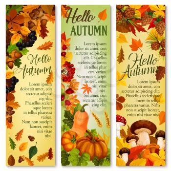 Hello Autumn greeting banners of September nature harvest and forest leaves. Vector pumpkin, mushrooms or wheat and rye and oak acorns with maple leaf for autumn holiday design template