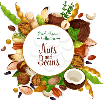Nut, bean and seed food poster. Walnut, pistachio, almond, peanut, hazelnut, coffee and soy bean, cashew, brazil and pine nut, pecan, sunflower seed, coconut and chestnut label with spice and herbs
