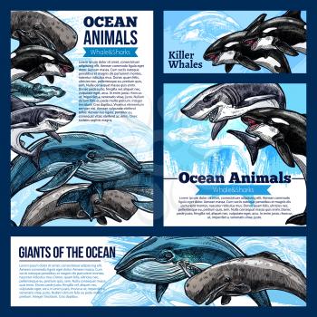 Whale and shark, giant ocean animal banners. Whale, reef shark, killer whale or orca and hammerhead shark sketch poster, marine animal flyer for zoo, oceanarium, marine mammal park design