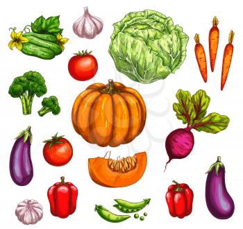 Vegetable and farm veggies sketches. Carrot and tomato, pepper, onion, garlic and cabbage, eggplant, broccoli, cucumber and pea, pumpkin and beet for healthy food, agriculture themes design