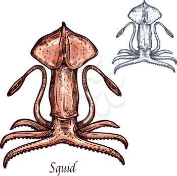 Squid sketch. Sea animal symbol of common squid or calamari with raised tentacles. Seafood restaurant sign, fish market label, fishery industry themes design