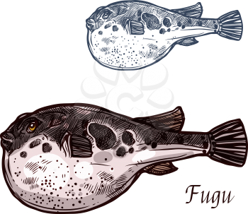 Fugu fish isolated sketch of japanese pufferfish. Sea animal, poisonous fugu fish with puffed stomach vector icon for japanese seafood cuisine, fish market and restaurant menu design