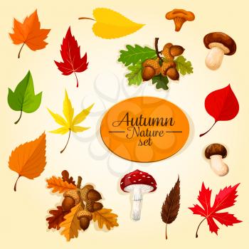 Autumn season icon set with leaf and mushroom. Fall nature symbol of fallen leaf, forest mushroom, cep, chanterelle and fly agaric, oak tree branch with acorn, orange and red maple leaves